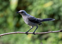 Tropical Mockingbird
