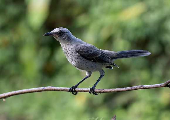 Tropical Mockingbird