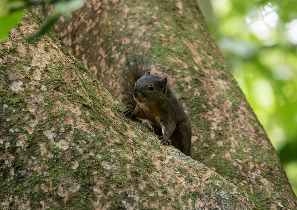 Affaro's Pygmy Squirrel