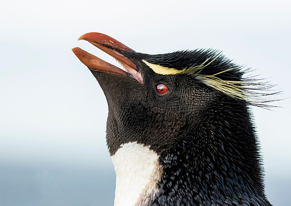 Rockhopper Penguin