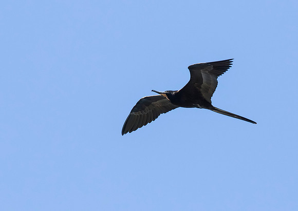 Magnificent Frigatebird