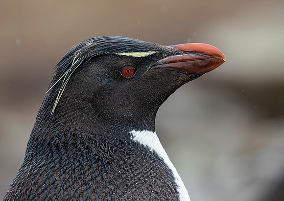 Rockhopper Penguin