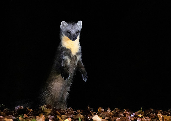 Pine Marten