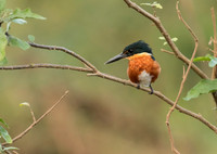 American Pygmy Kingfisher