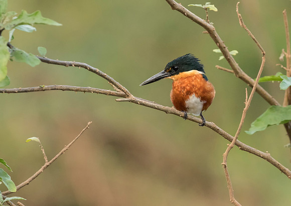 American Pygmy Kingfisher