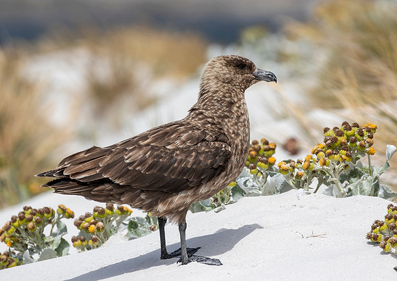 Falkland Skua