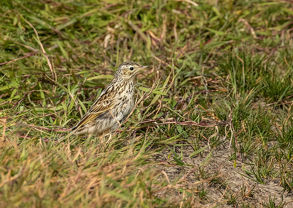 Falklands Pipit