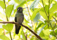 Magnificent (Talamanca) Hummingbird