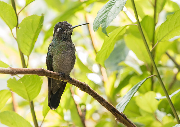 Magnificent (Talamanca) Hummingbird