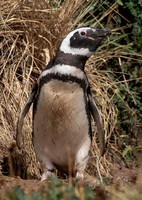 Magellanic Penguin