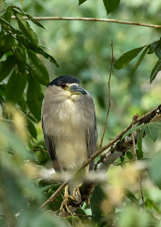 Black Crowned Night Heron