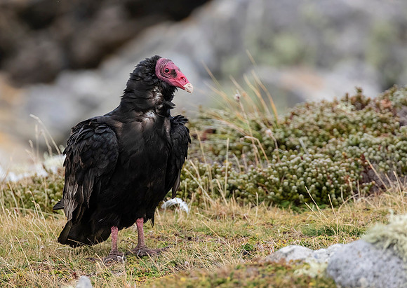 Turkey Vulture