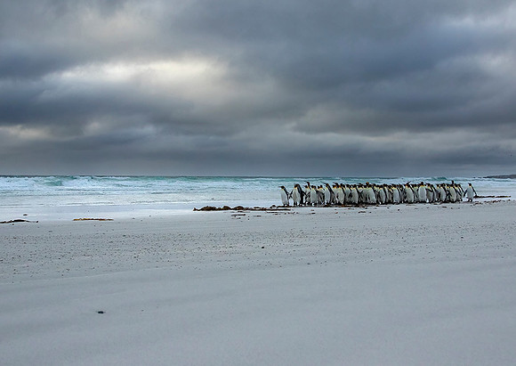 King Penguins