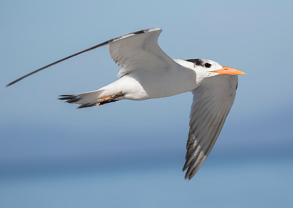 Royal Tern