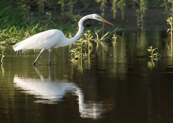 Great White Egret