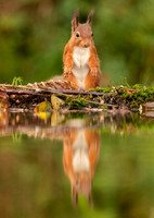Red Squirrel reflection