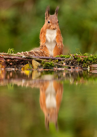 Red Squirrel reflection