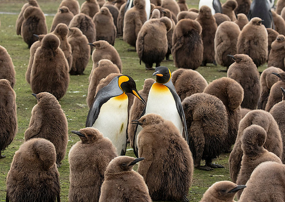 King Penguins with Chicks