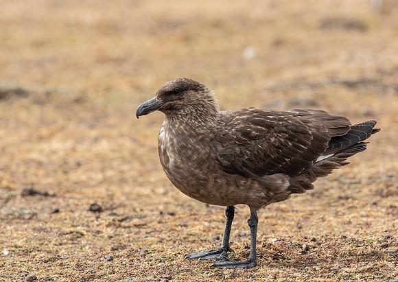 Falkland Skua