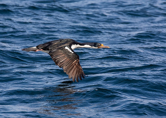 Imperial Shag