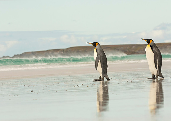 King Penguins