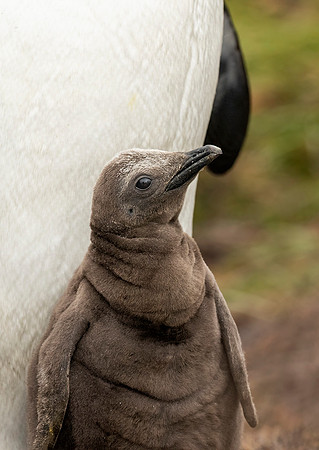 King Penguin with Chick