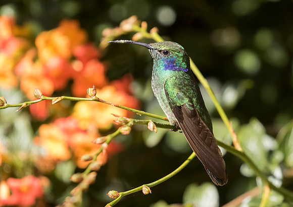 Lesser Violetear