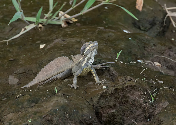 Brown Basilisk