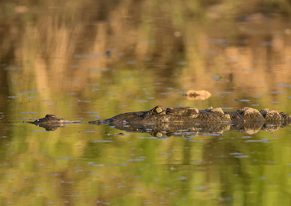 American Crocodile