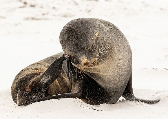 Southern Fur Seal