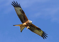 Red Kite