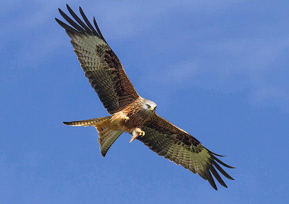 Red Kite