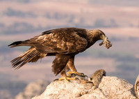 Golden Eagle