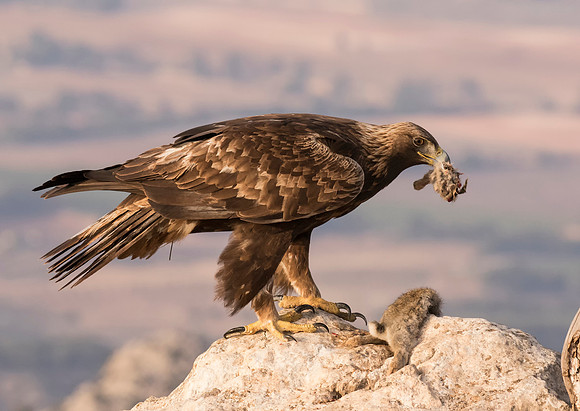 Golden Eagle