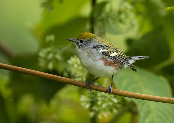 Chestnut Sided Warbler