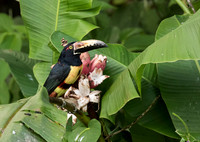 Collared Aracari