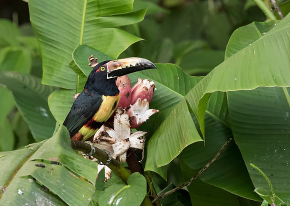 Collared Aracari