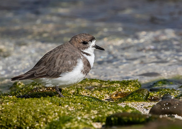 Two Banded Plover