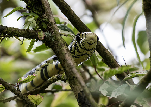 Tiger Rat Snake