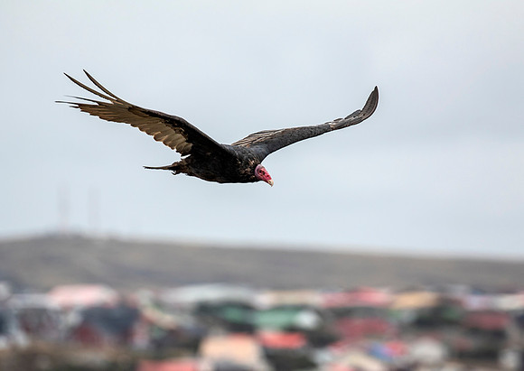 Turkey Vulture