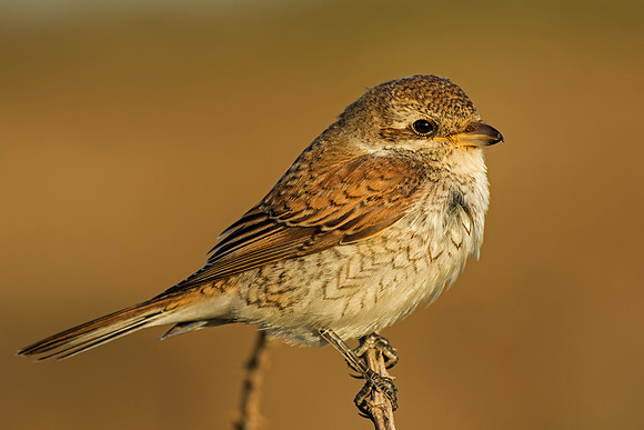 Juvenile Red Backed Shrike 2