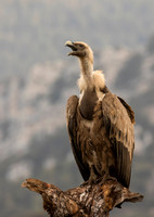 Griffon Vulture