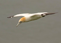 Gannet in Flight