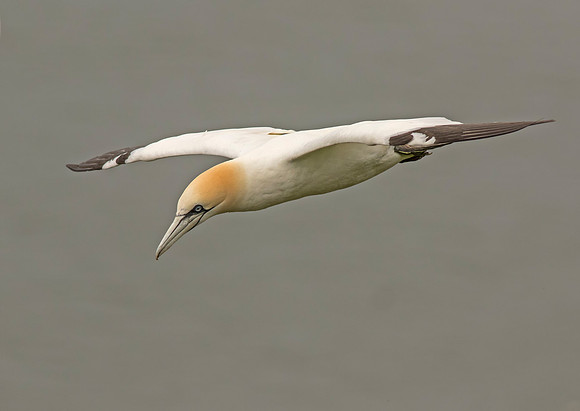 Gannet in Flight