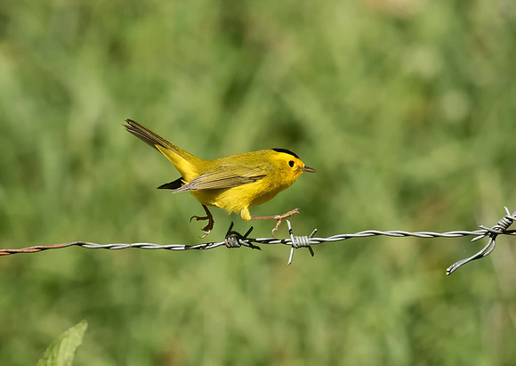 Wilson's Warbler,