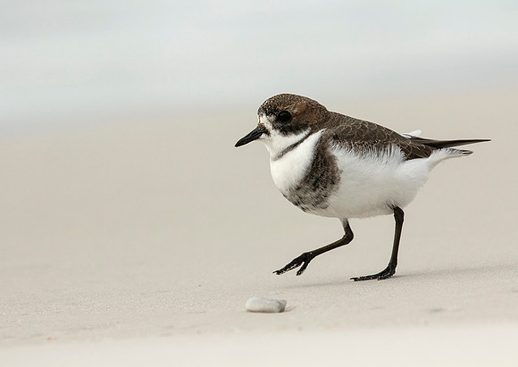 Two- Banded Plover