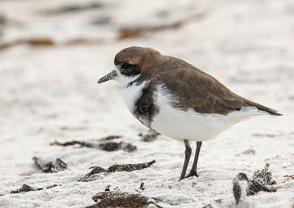 Two- Banded Plover