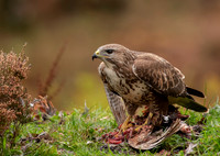 Buzzard