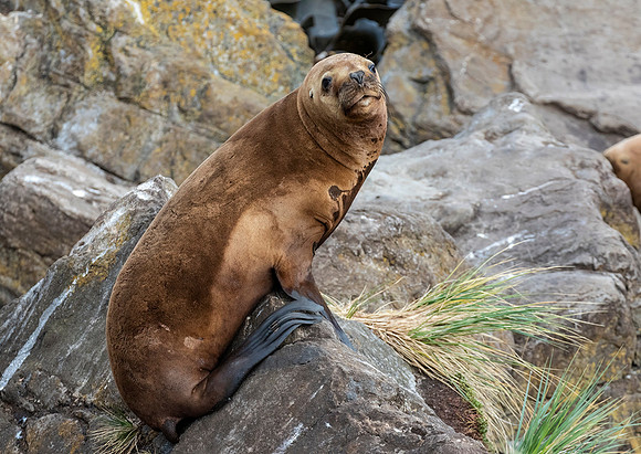 Southern Sea Lion