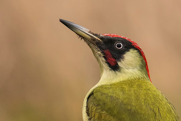 Green Woodpecker (Close Up)